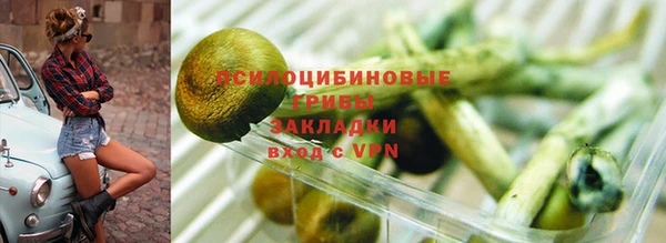 прущие грибы Волоколамск